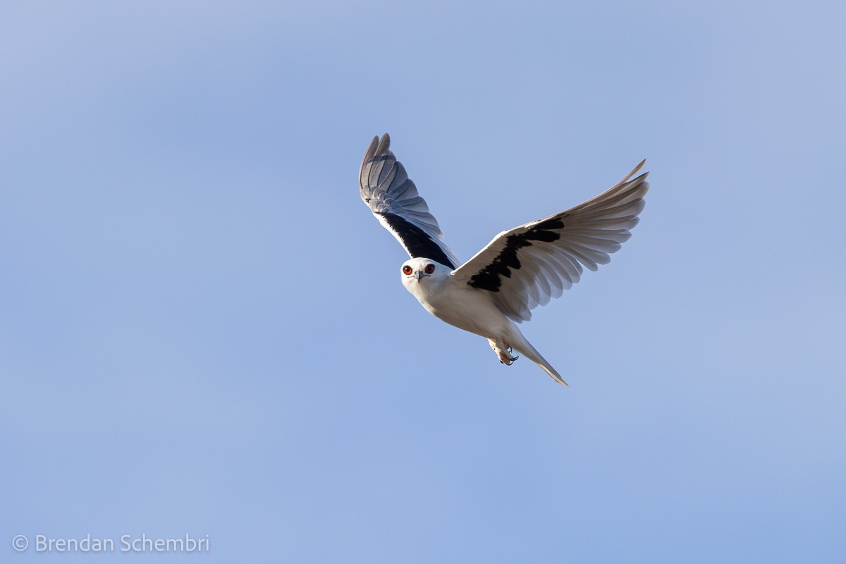 Letter-winged Kite - ML632692672
