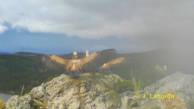 Eurasian Griffon - ML632692676