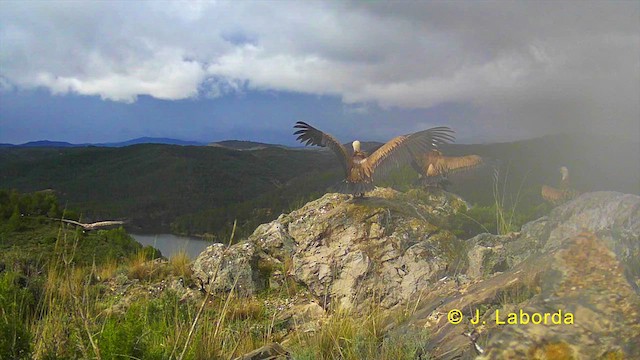 Eurasian Griffon - ML632692678