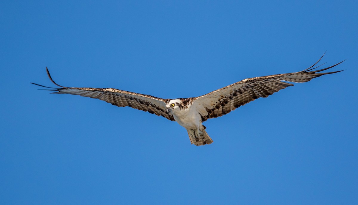 Balbuzard pêcheur - ML63269301