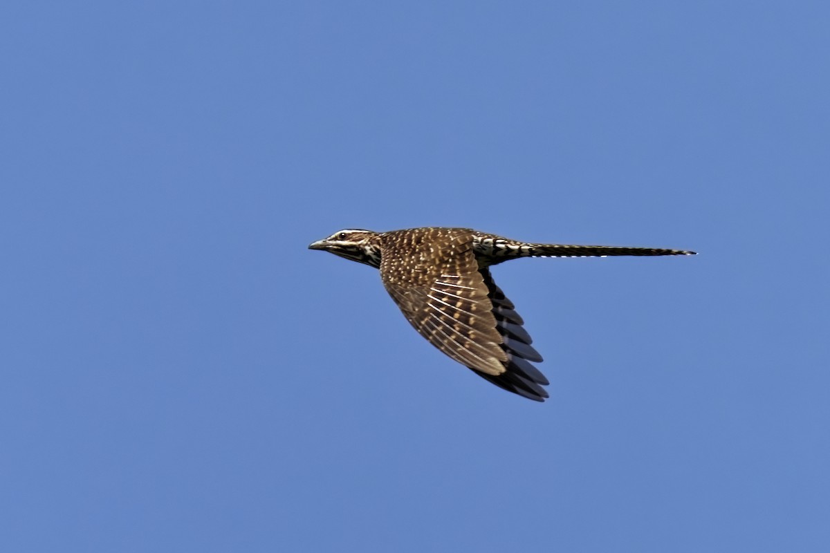 Long-tailed Koel - ML632693156