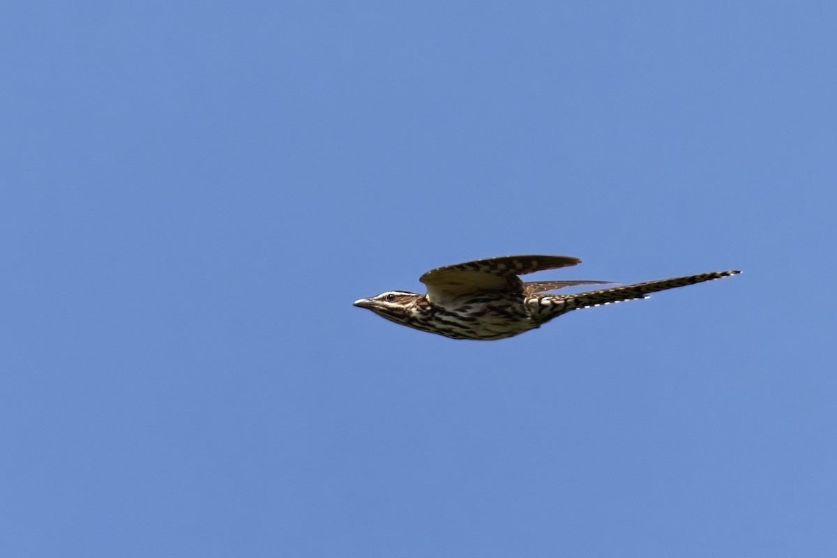 Long-tailed Koel - ML632693159