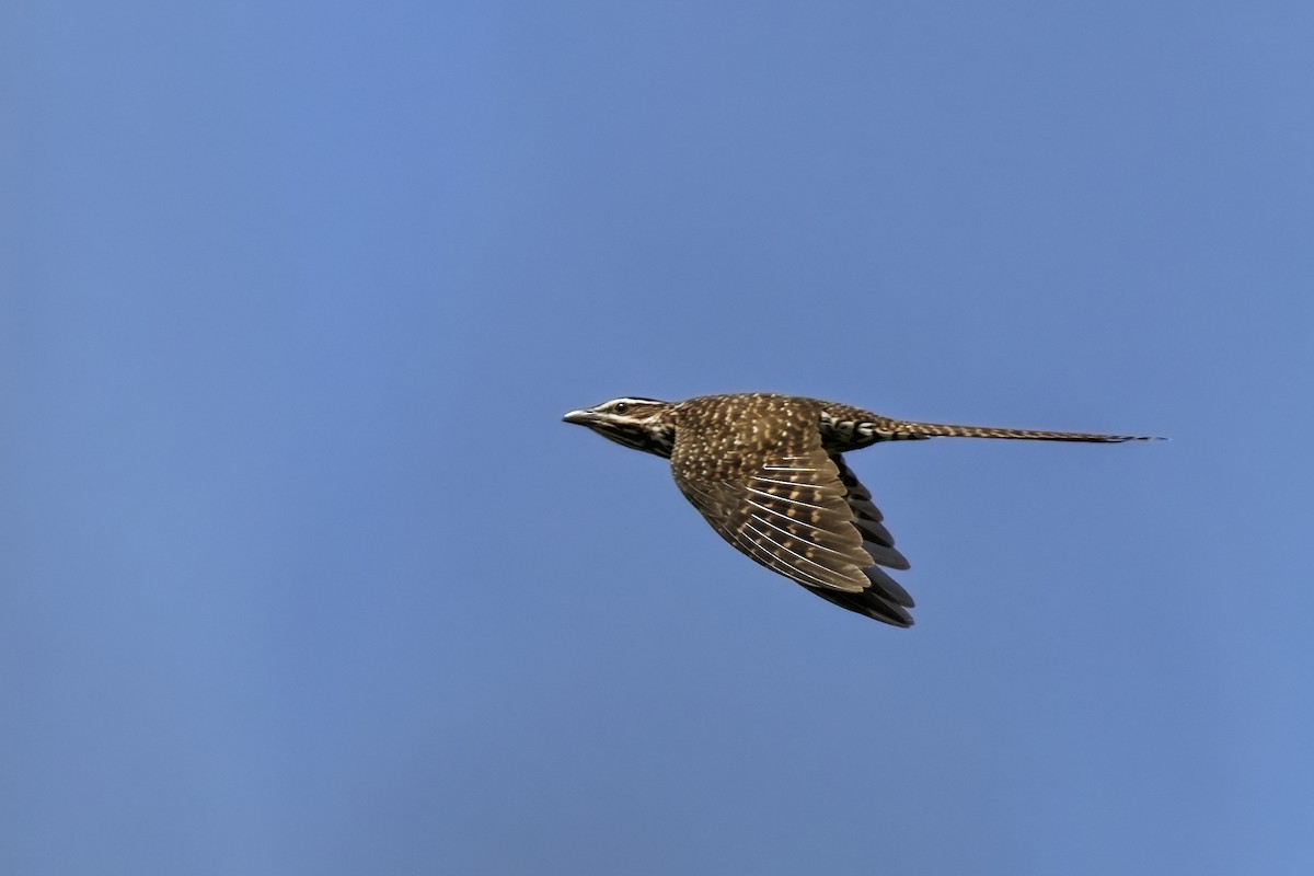 Long-tailed Koel - ML632693160
