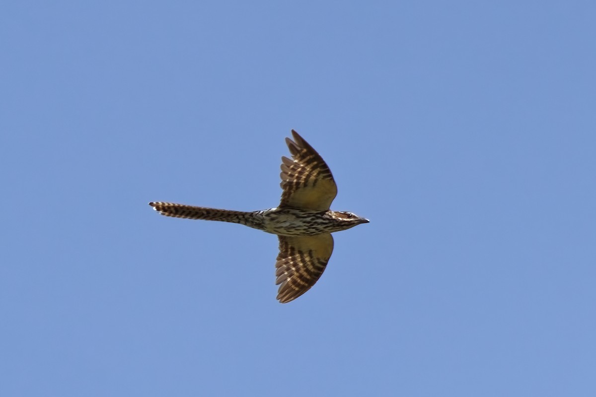 Long-tailed Koel - ML632693163