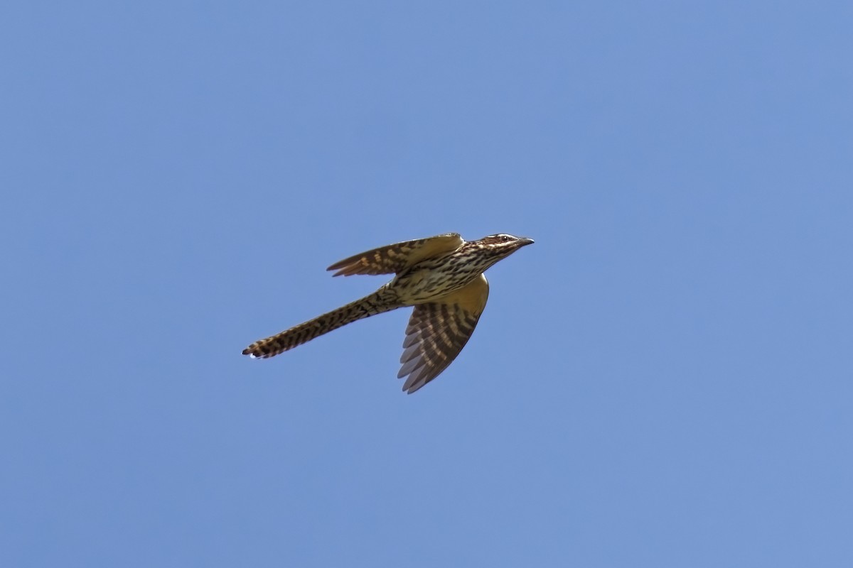 Long-tailed Koel - ML632693164