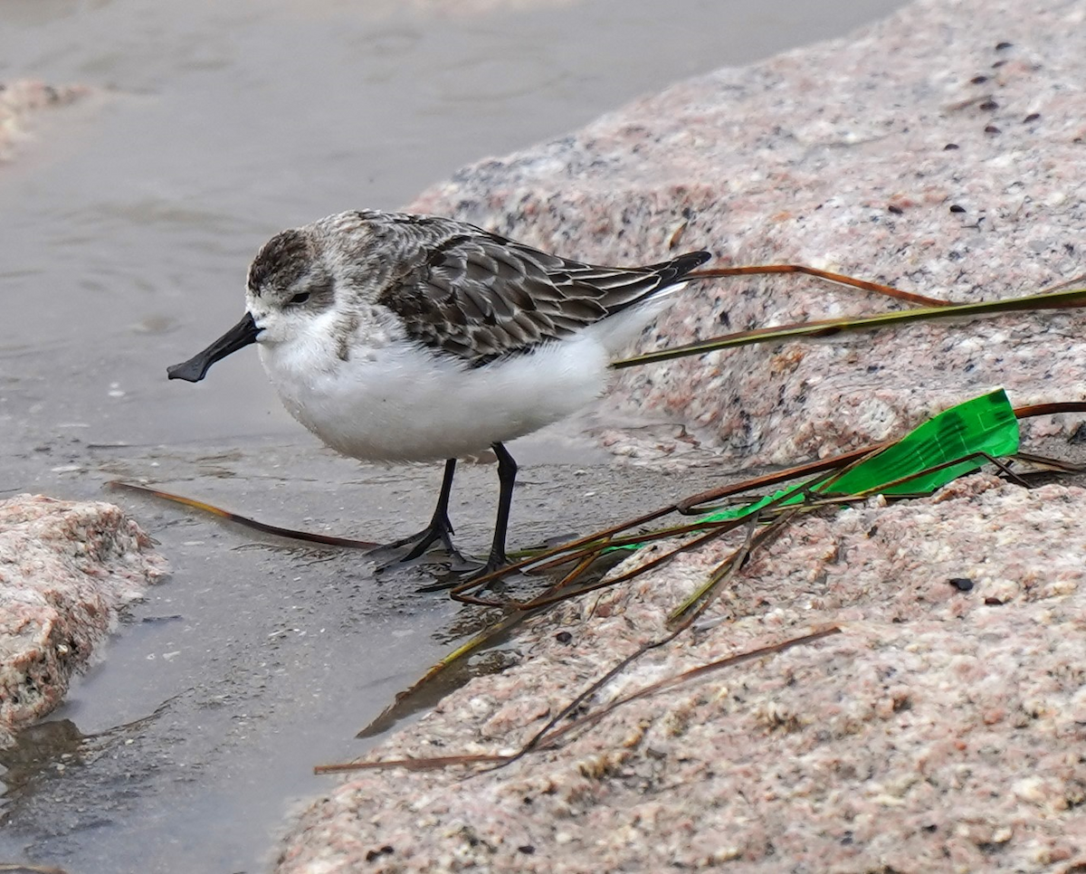 Spoon-billed Sandpiper - ML632693168