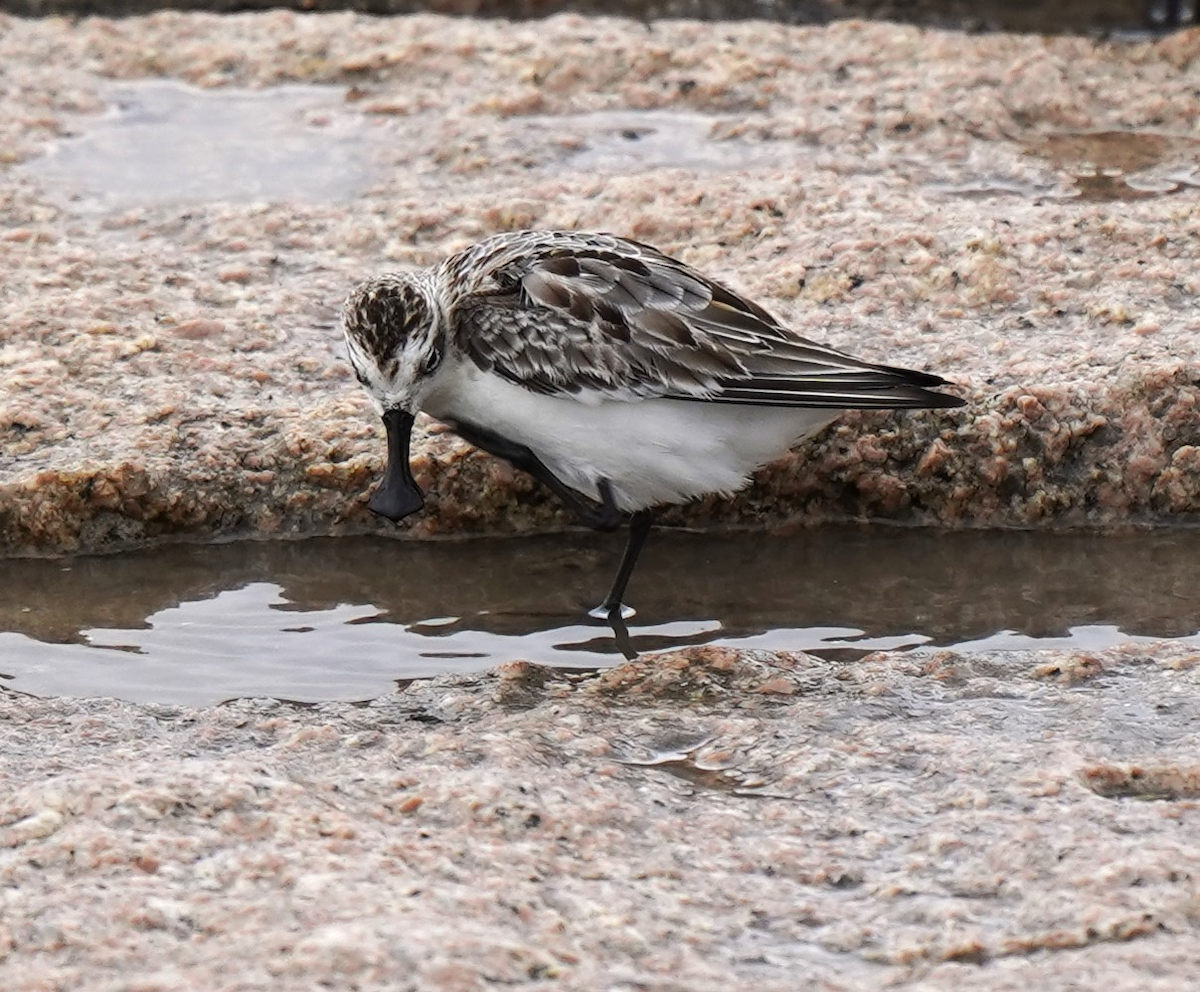 Spoon-billed Sandpiper - ML632693169