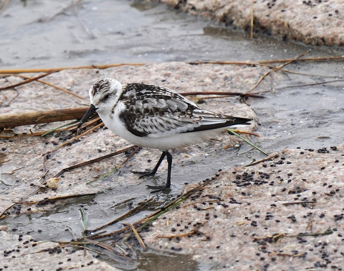 Spoon-billed Sandpiper - ML632693170