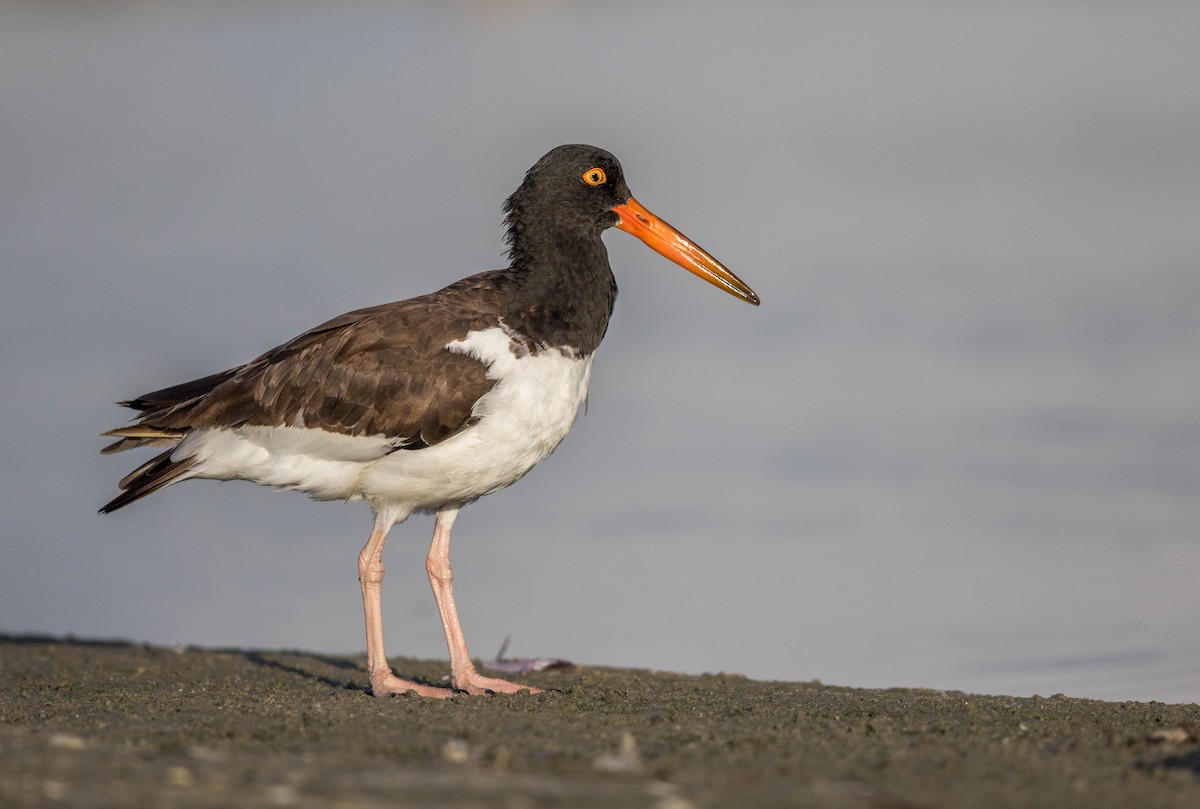 American Oystercatcher - Jeff Timmons