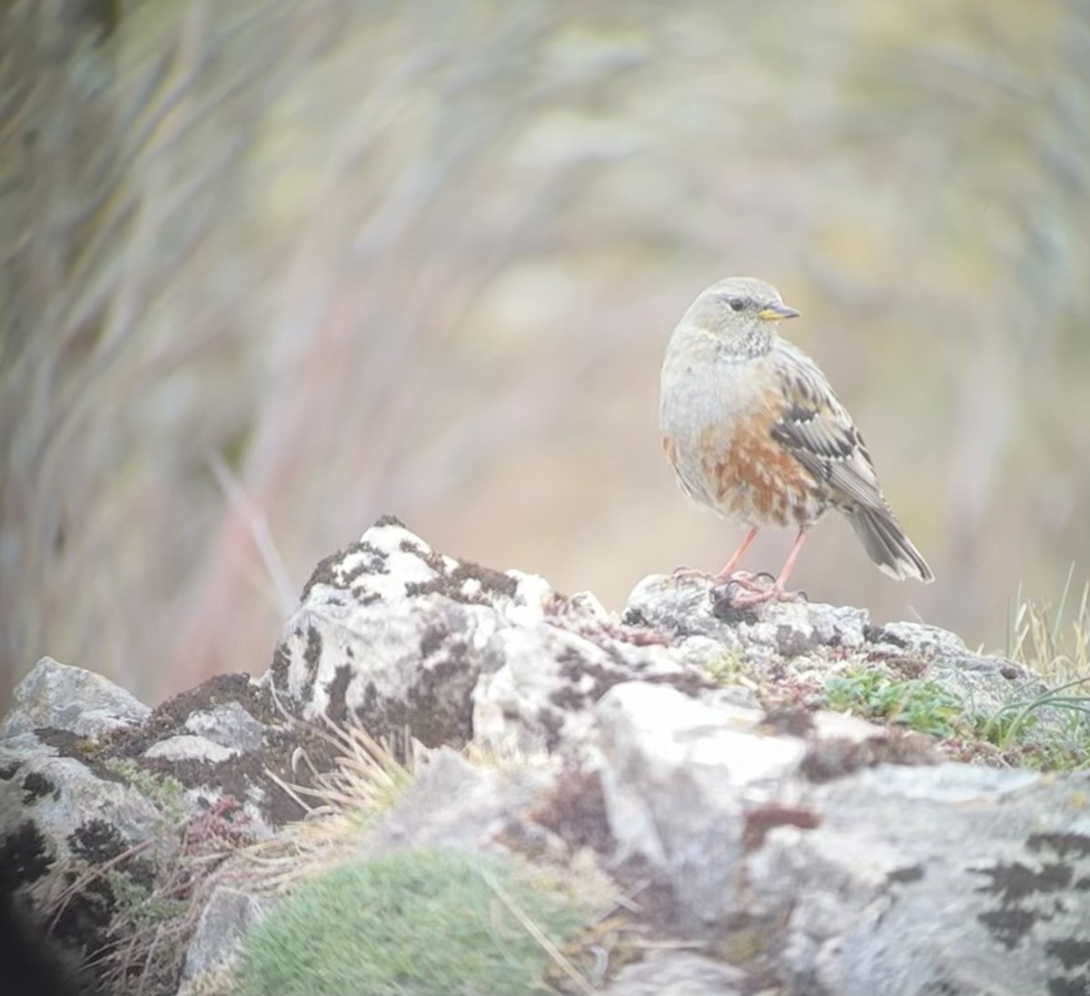 Alpine Accentor - ML632693383