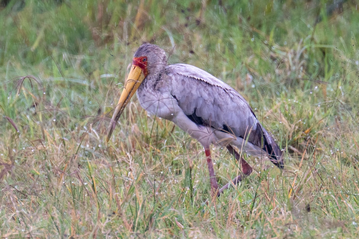 Yellow-billed Stork - ML632693395