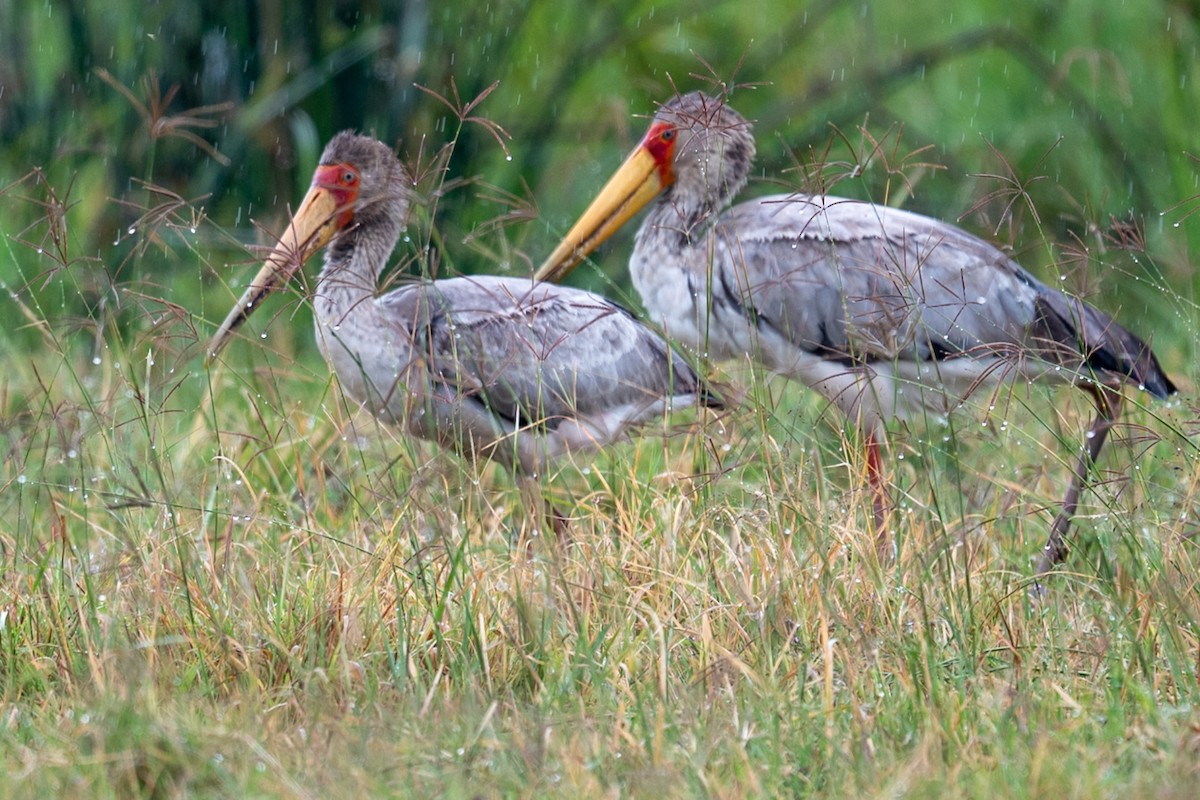 Yellow-billed Stork - ML632693397