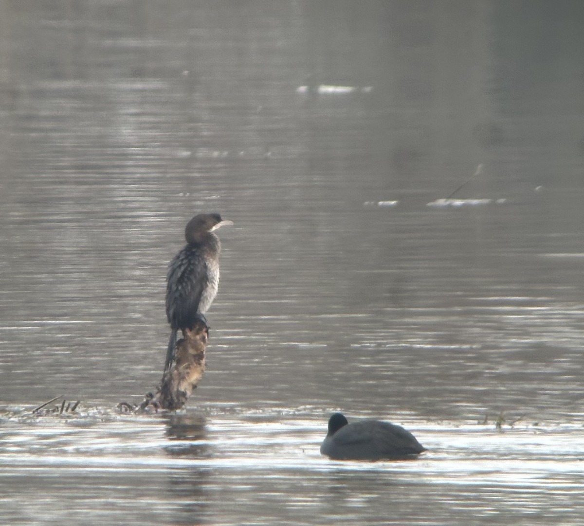 Pygmy Cormorant - ML632693473