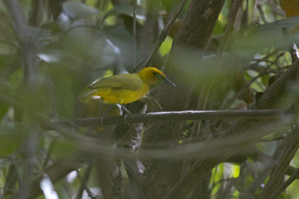 Olive-naped Weaver - ML632693643