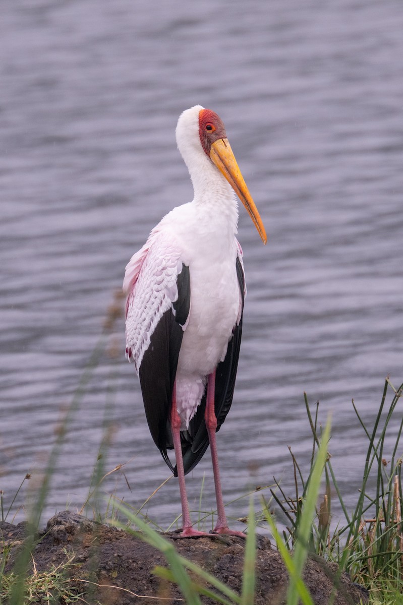 Yellow-billed Stork - ML632693699