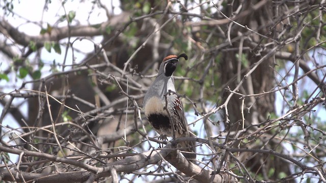 Gambel's Quail - ML632693829