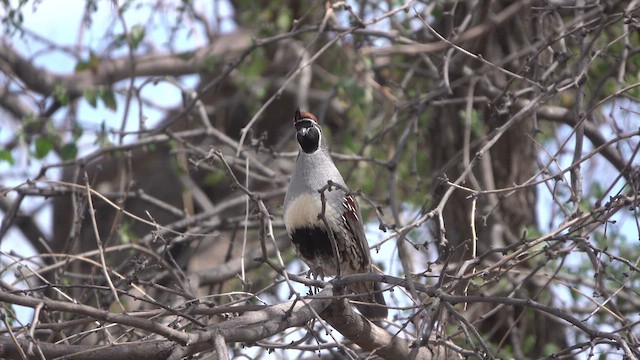 Gambel's Quail - ML632693854