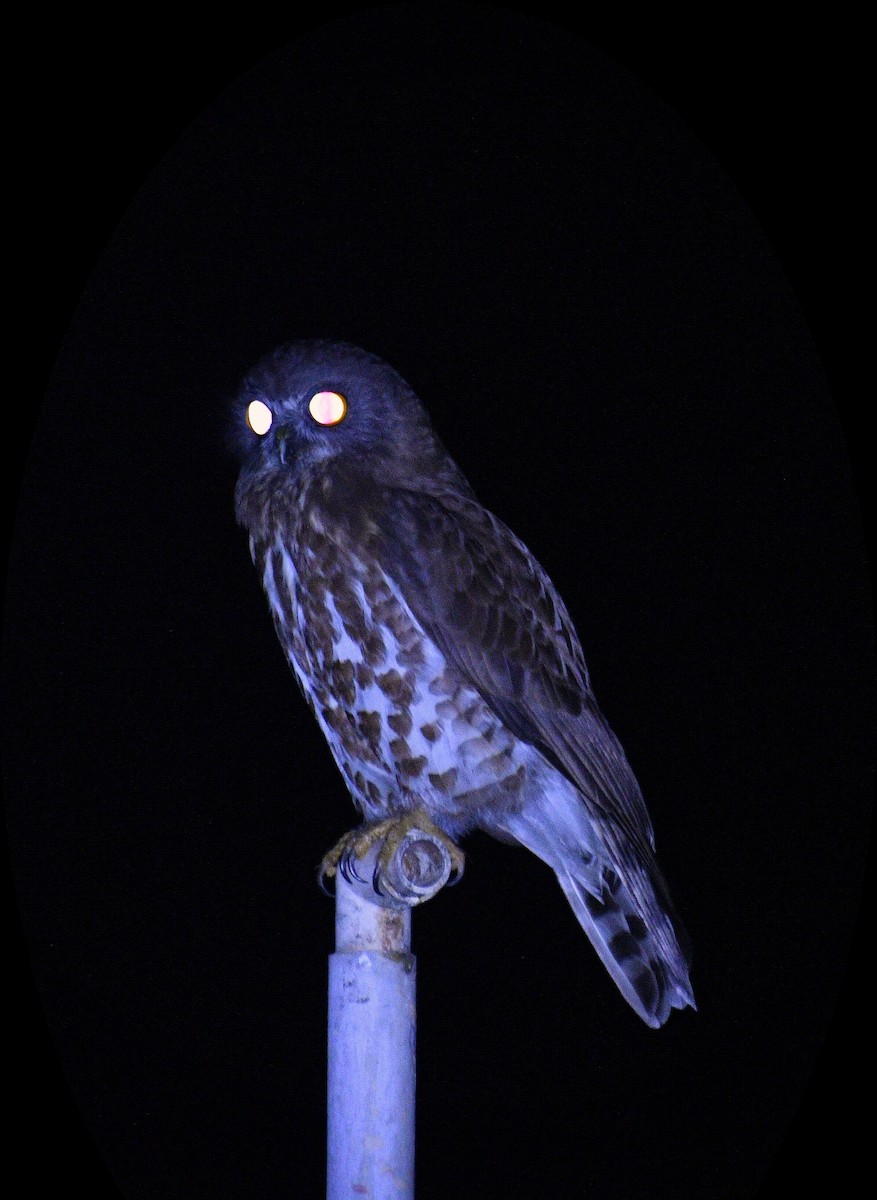 Falkenkauz - ML632693879