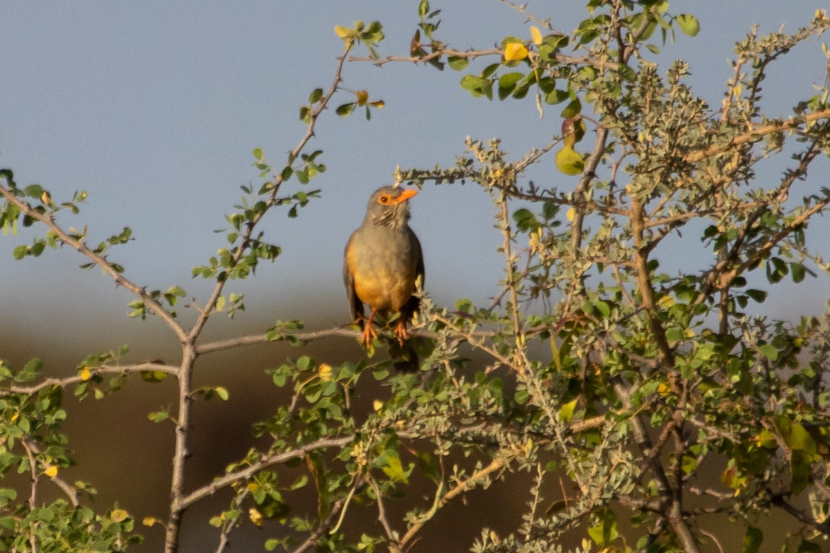 African Bare-eyed Thrush - ML632693913