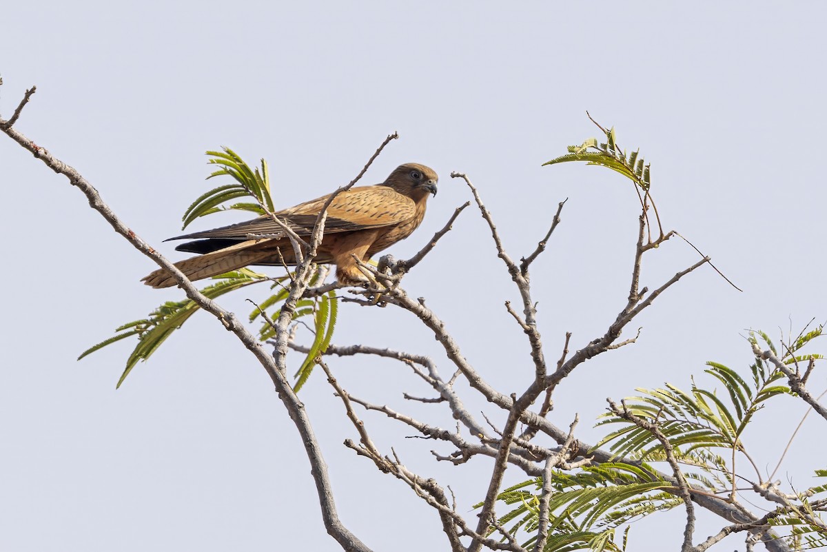 Fox Kestrel - ML632693973