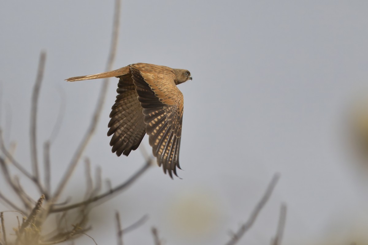 Fox Kestrel - ML632693974