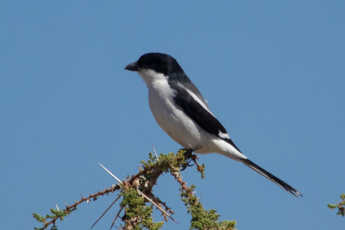 Somali Fiscal - ML632693989