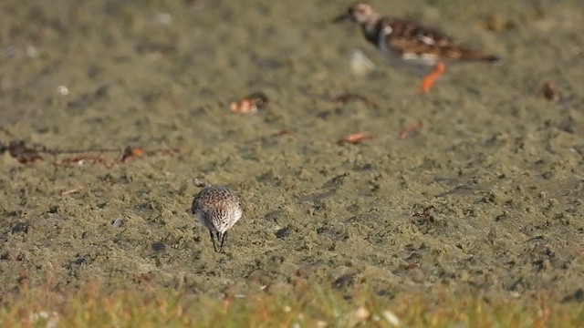 Red-necked Stint - ML632694162
