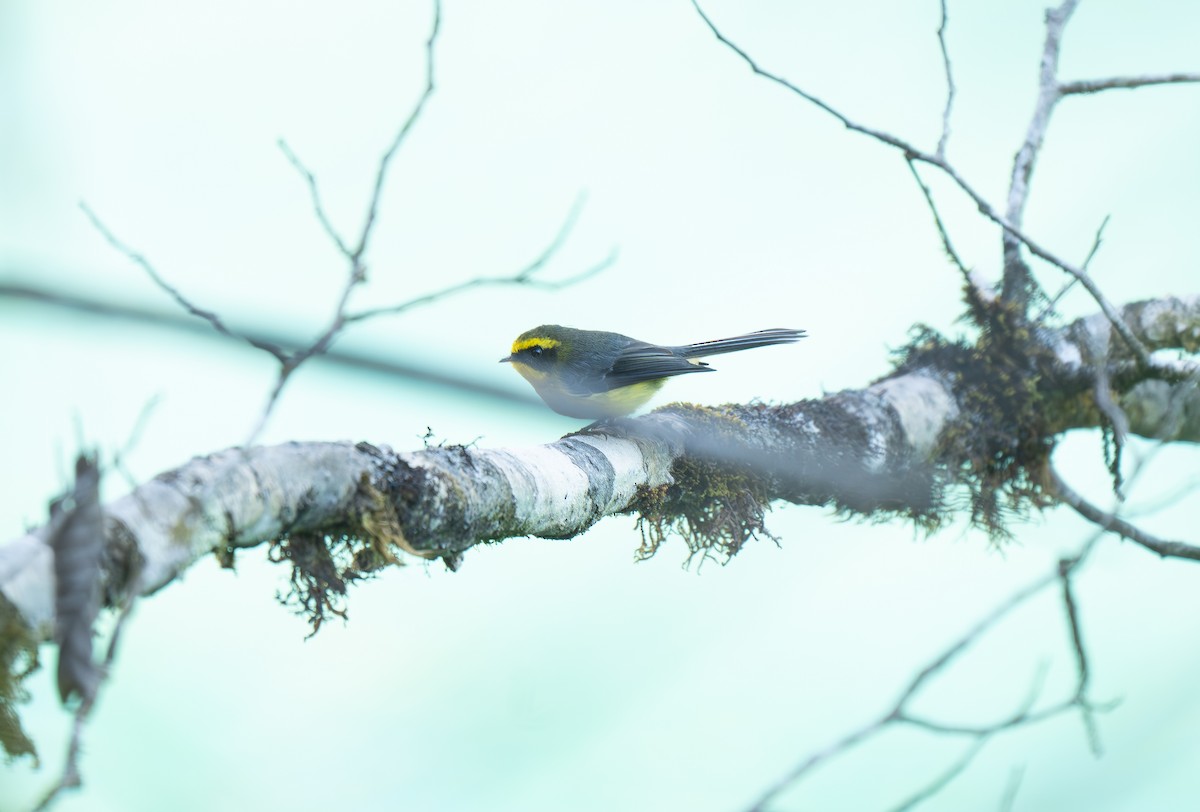Yellow-bellied Fairy-Fantail - ML632694375