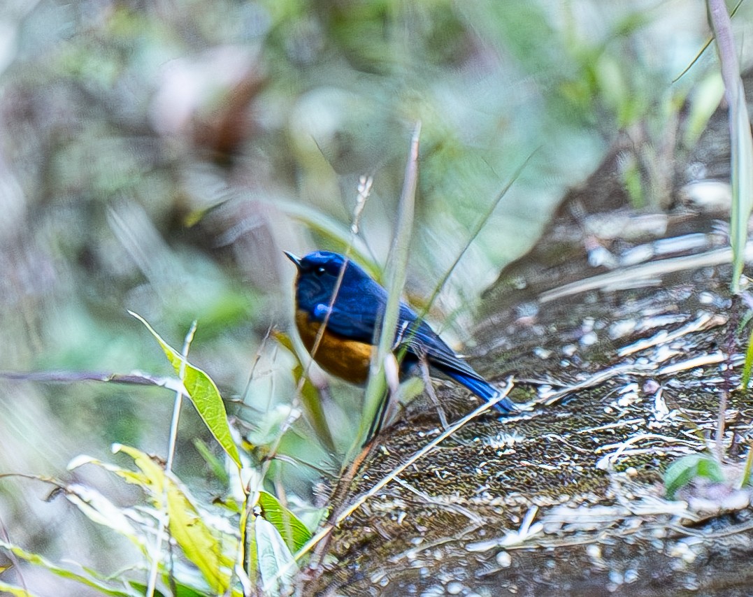 Rufous-breasted Bush-Robin - ML632694396
