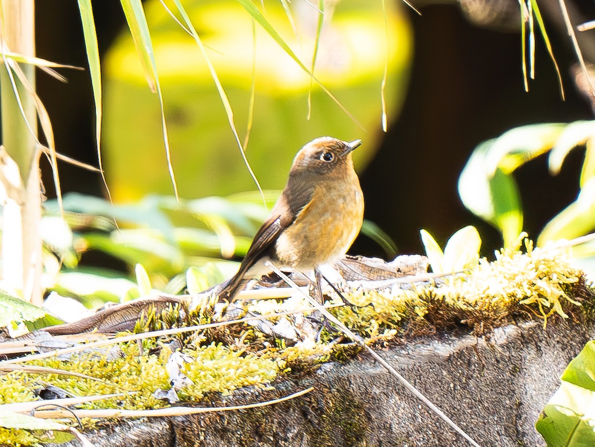 Rufous-breasted Bush-Robin - ML632694401