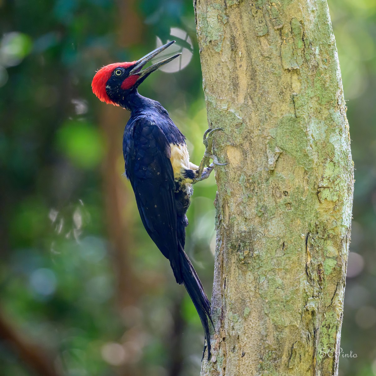 White-bellied Woodpecker - ML632694415