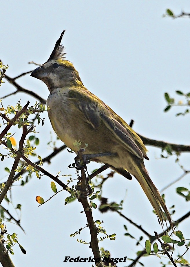 Yellow Cardinal - ML632694549