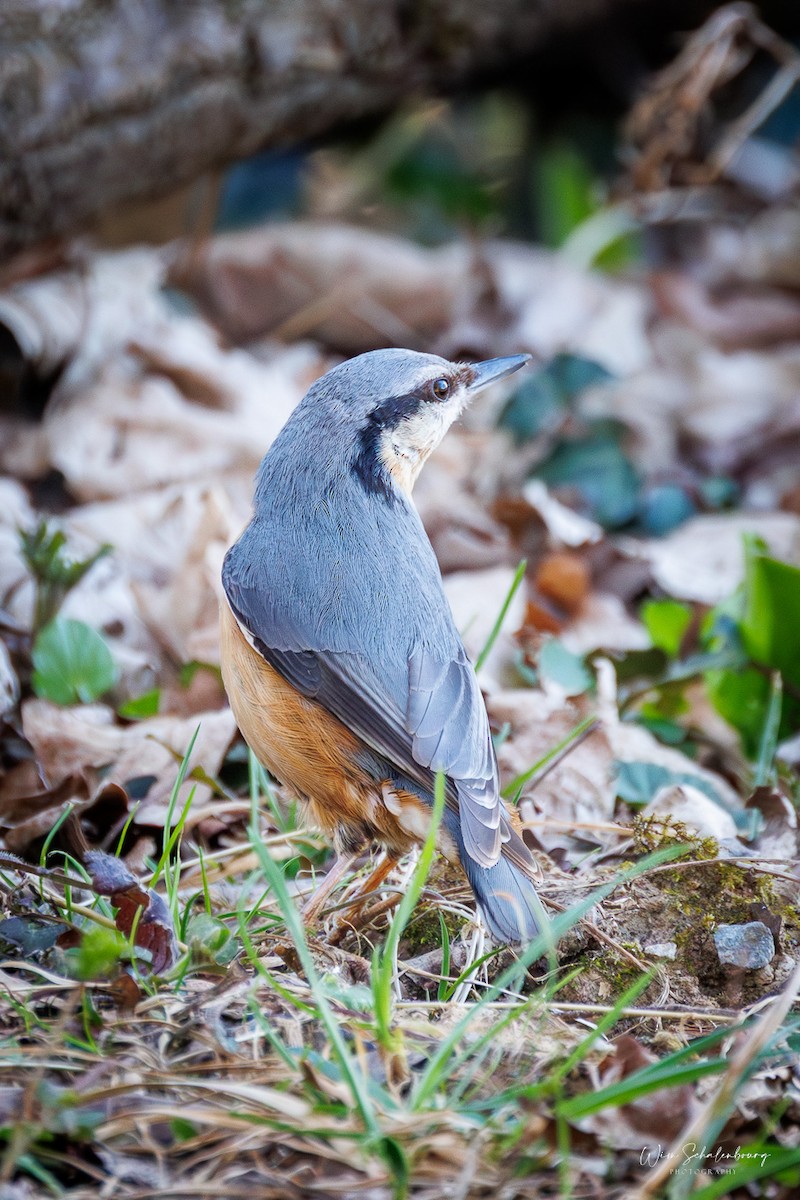 ゴジュウカラ - ML632694555