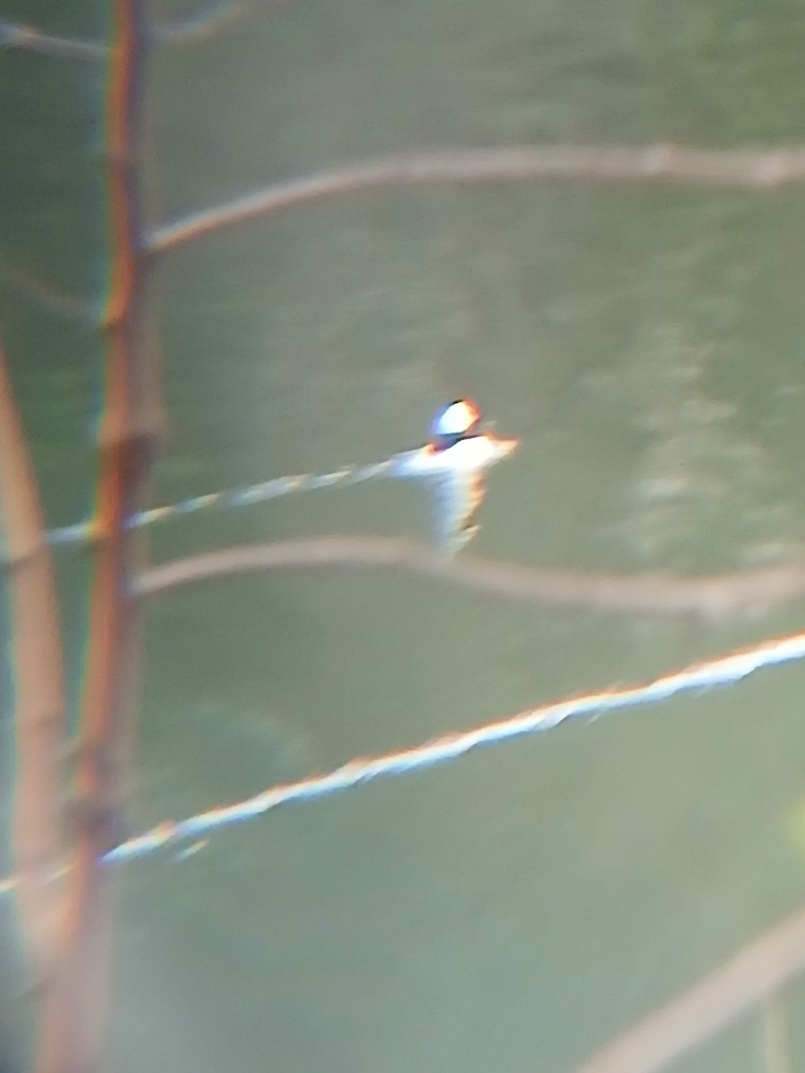 Bufflehead - ML632694636