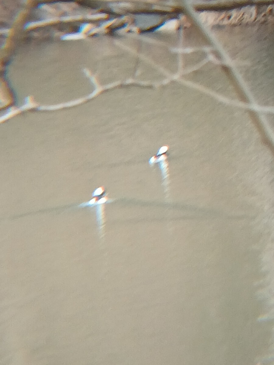 Bufflehead - ML632694637