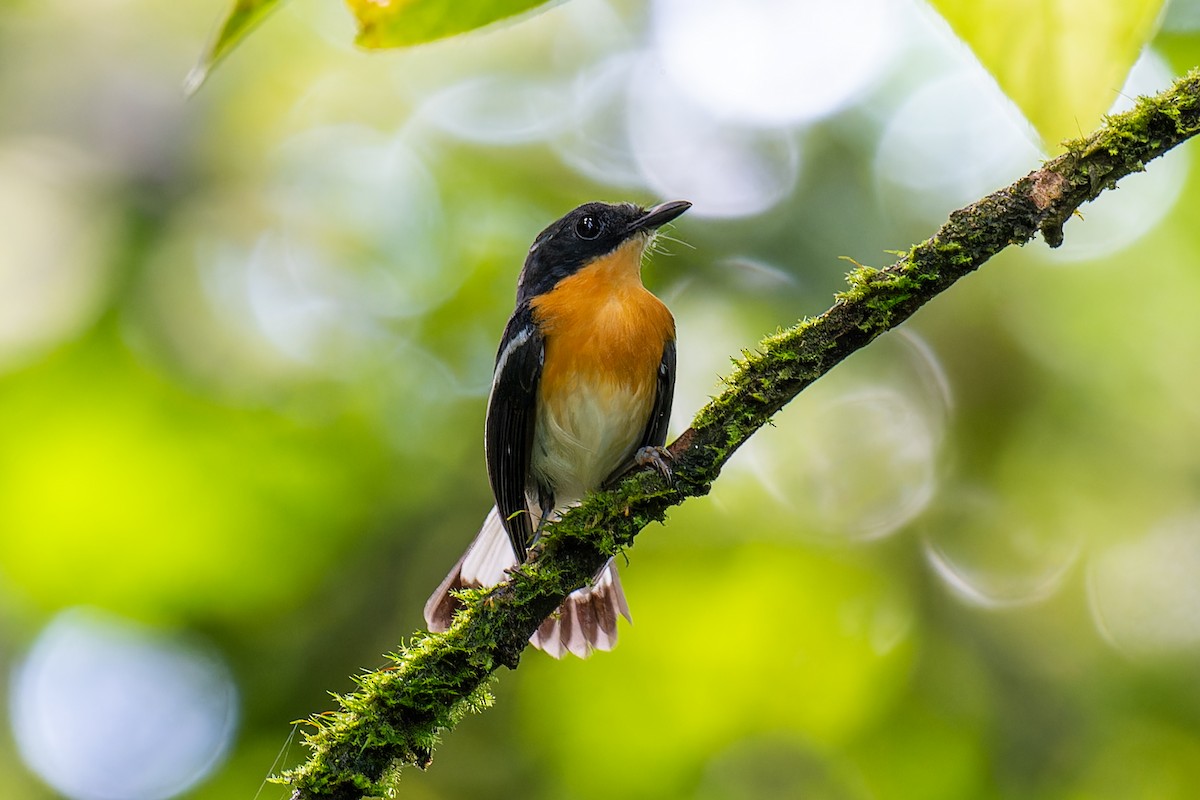 Rufous-chested Flycatcher - ML632694719