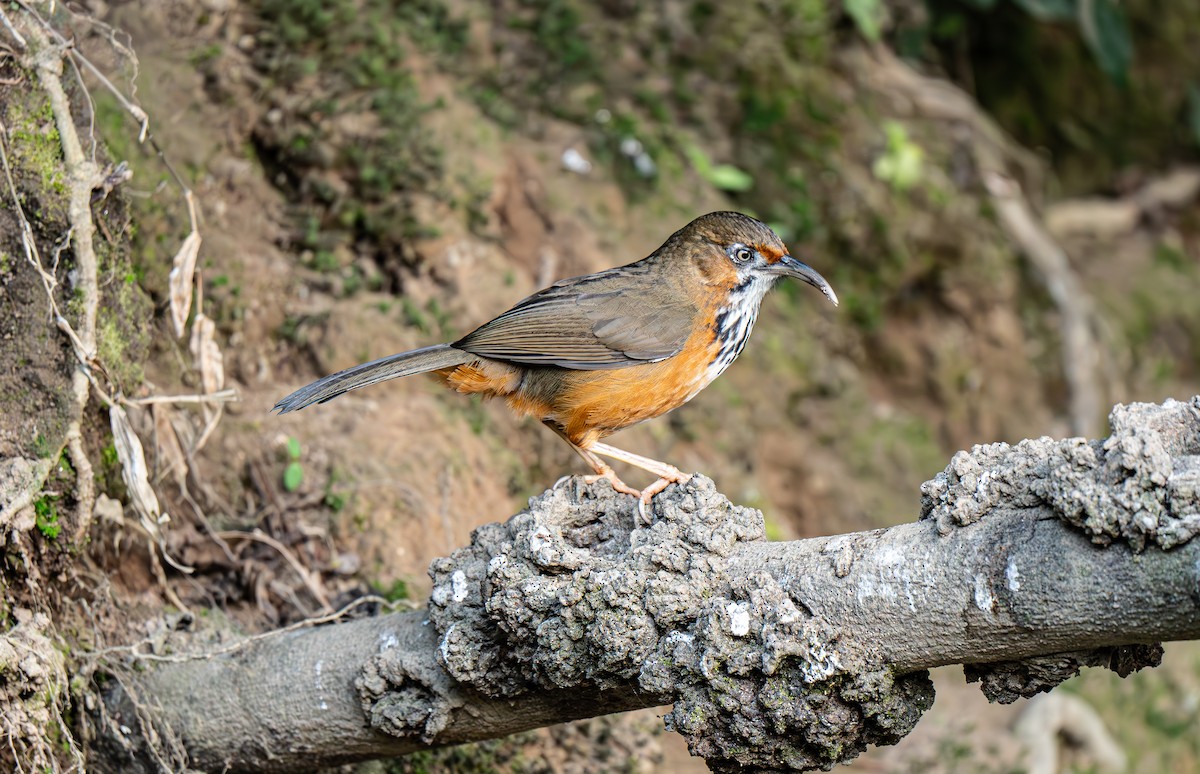 Black-streaked Scimitar-Babbler - ML632694744