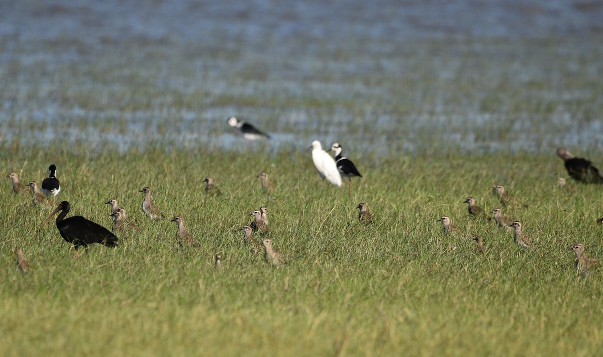 American Golden-Plover - ML632694850