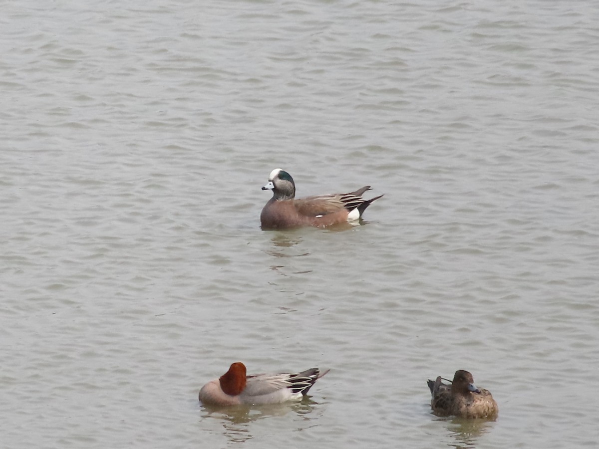 American Wigeon - ML632694959