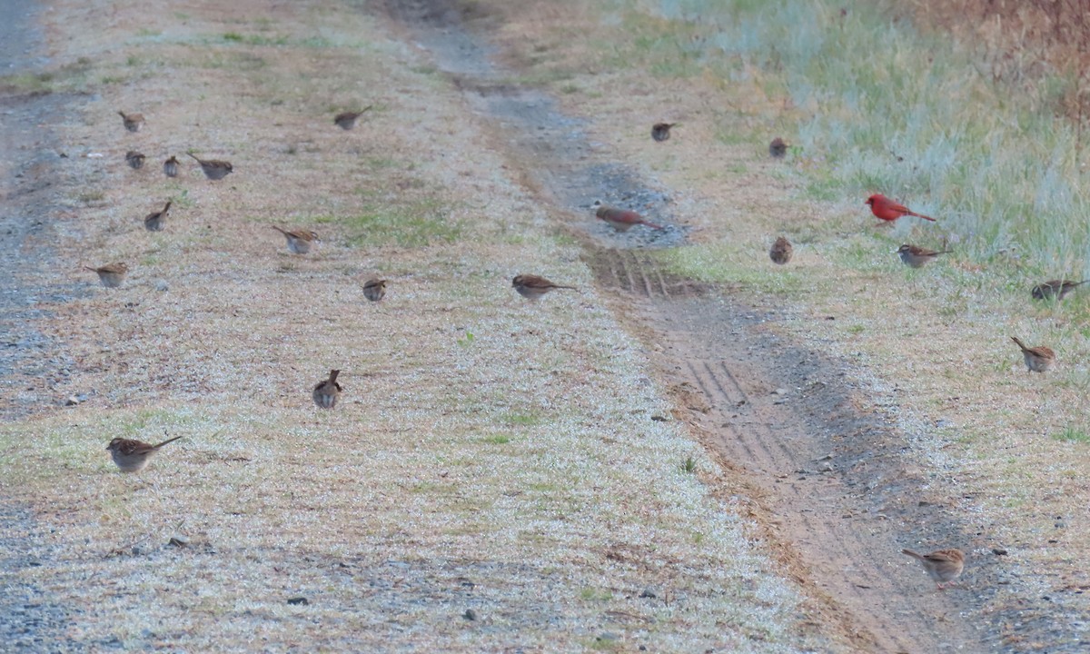 White-throated Sparrow - ML632694963