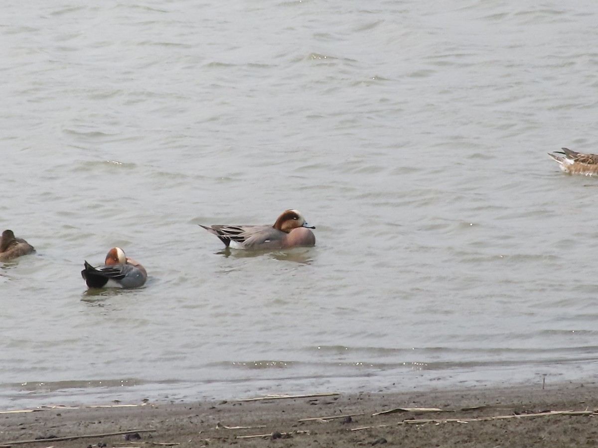 Eurasian x American Wigeon (hybrid) - ML632694972