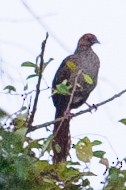 čačalaka guyanská - ML632695012