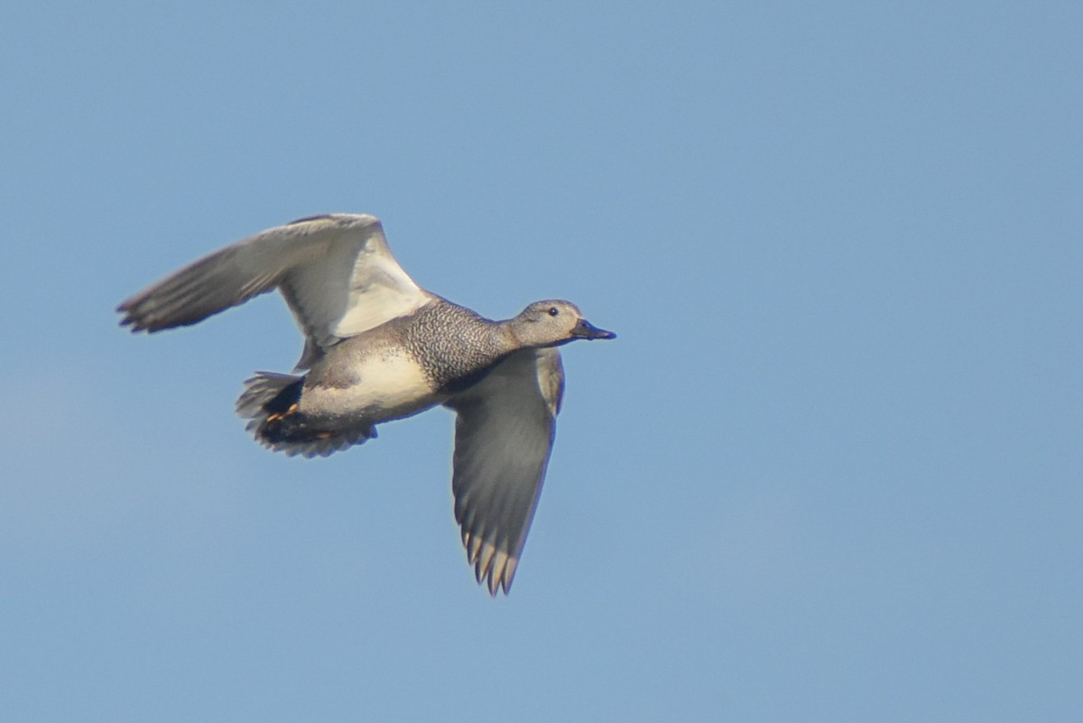 Gadwall - ML632695230