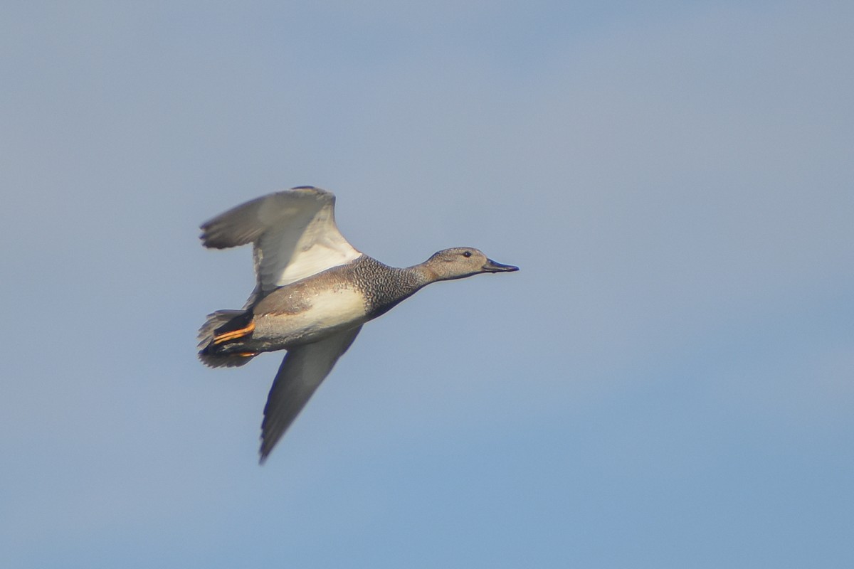 Gadwall - ML632695231