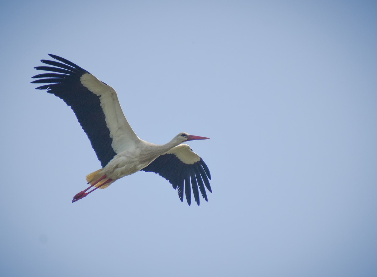 White Stork - ML632695244