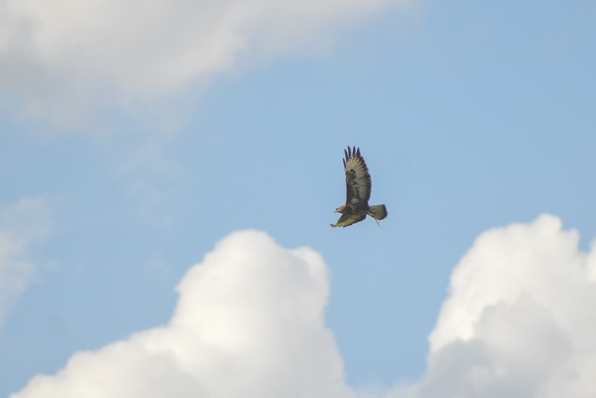 Common Buzzard - ML632695279