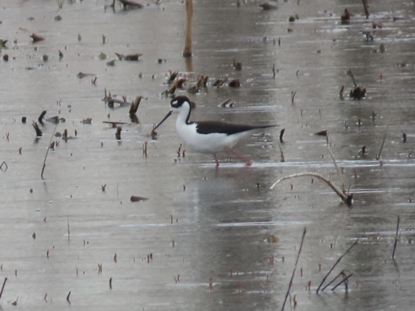 Black-necked Stilt - ML632695319