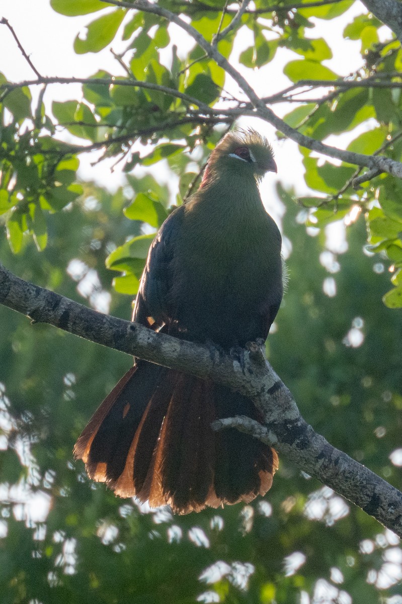 Fischer's Turaco (Zanzibar) - ML632695429