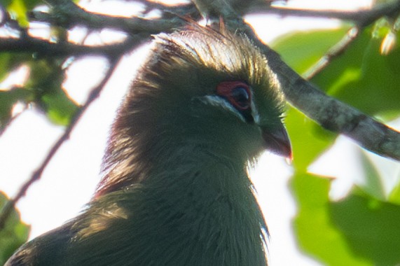 Fischer's Turaco (Zanzibar) - ML632695439
