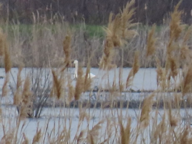 Trumpeter Swan - ML632695481